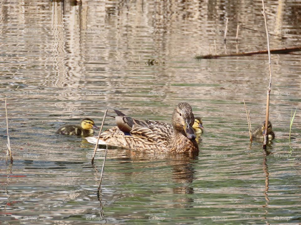 Duck with babies