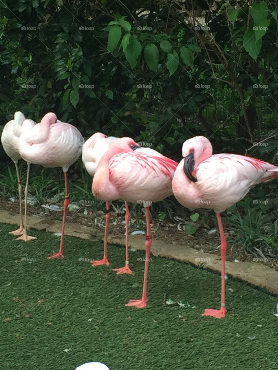 Flamingos at the Fort Worth Zoo