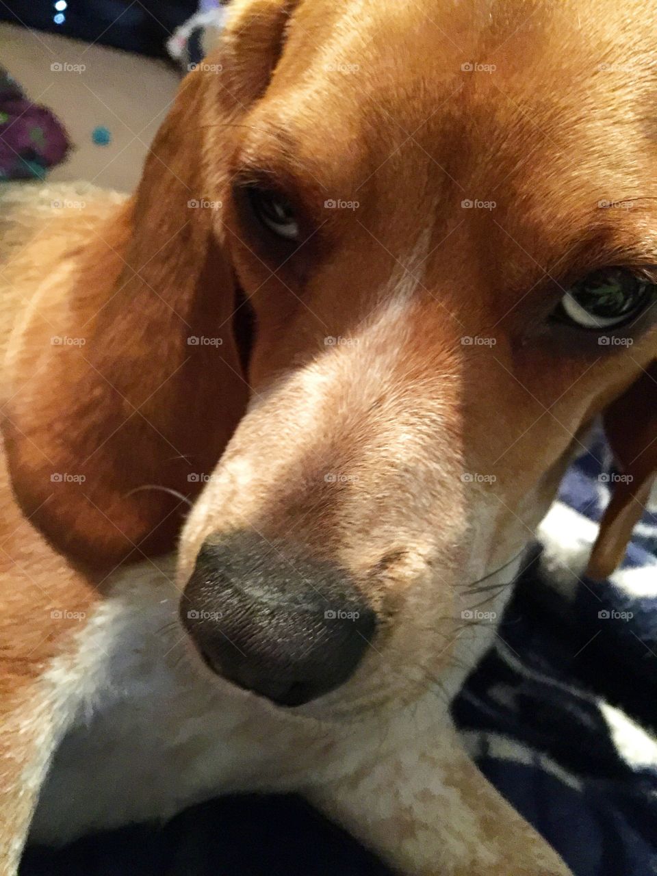 Ginger pup is wanting dinner 