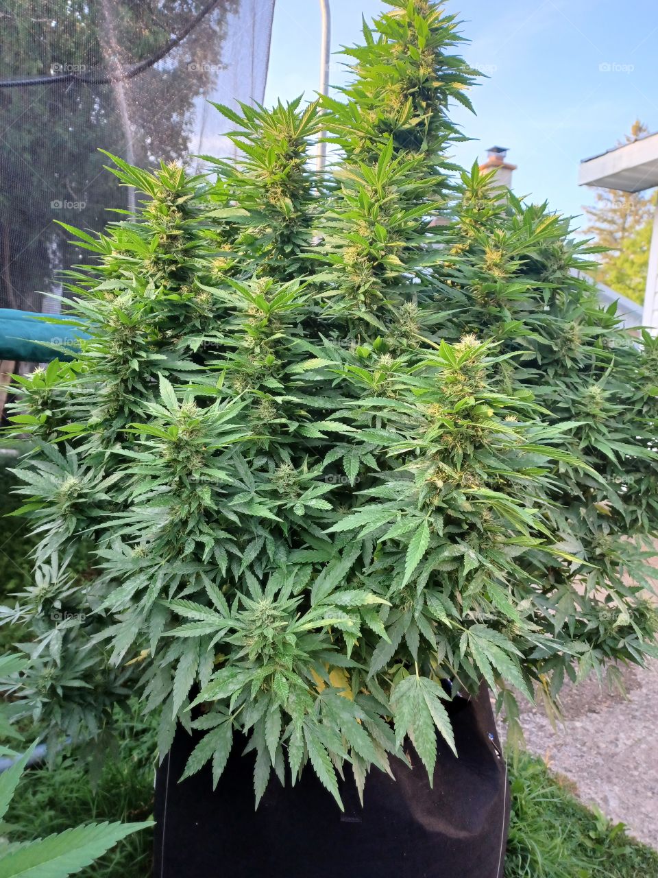 Femal Flowering Marijuana