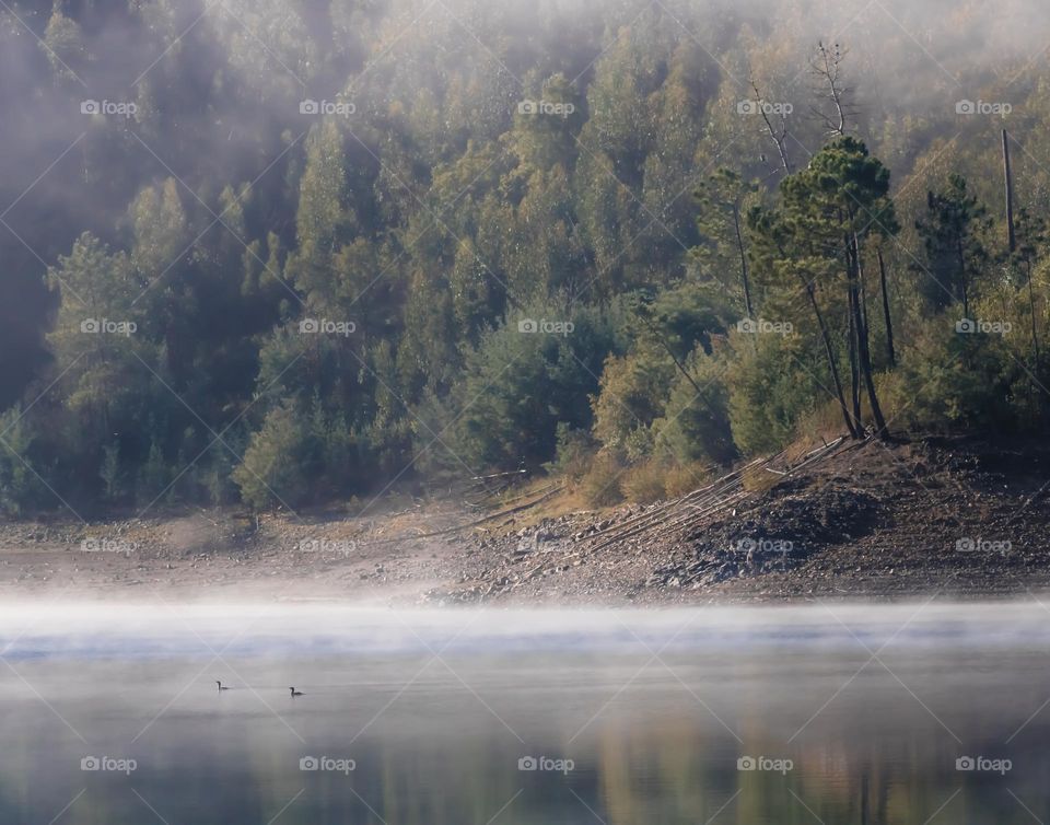 2 water birds glide effortlessly across still misty waters on the edge of woodland 