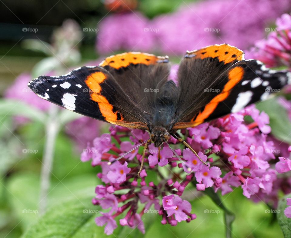 Butterfly on flower 