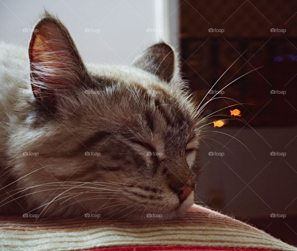 Cat dreaming of fish. The bokeh effect was done covering the lens with fish-shaped hole.