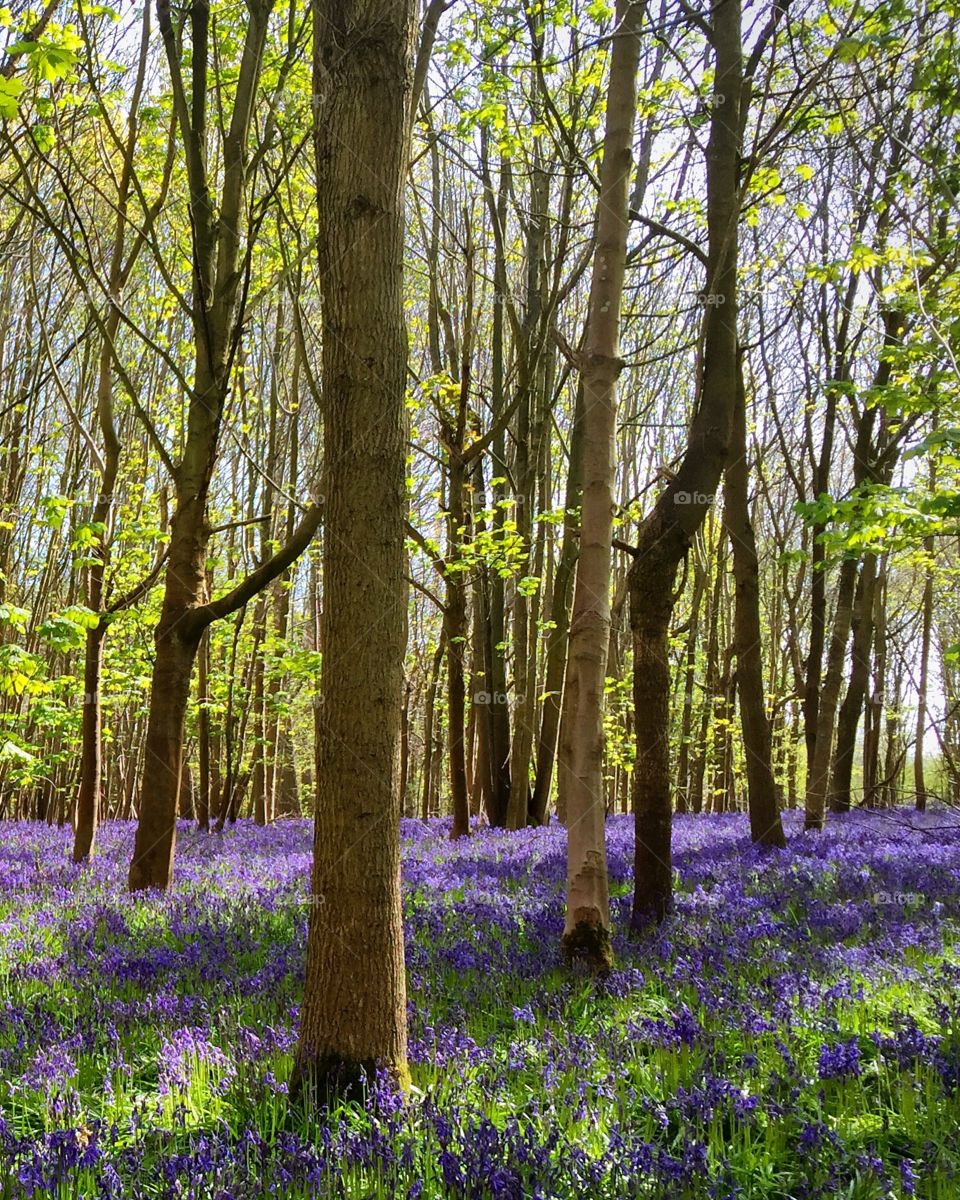 Bluebells in the woods