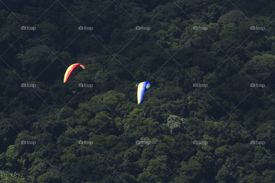 Tijuca forest in Rio de Janeiro Brazil.