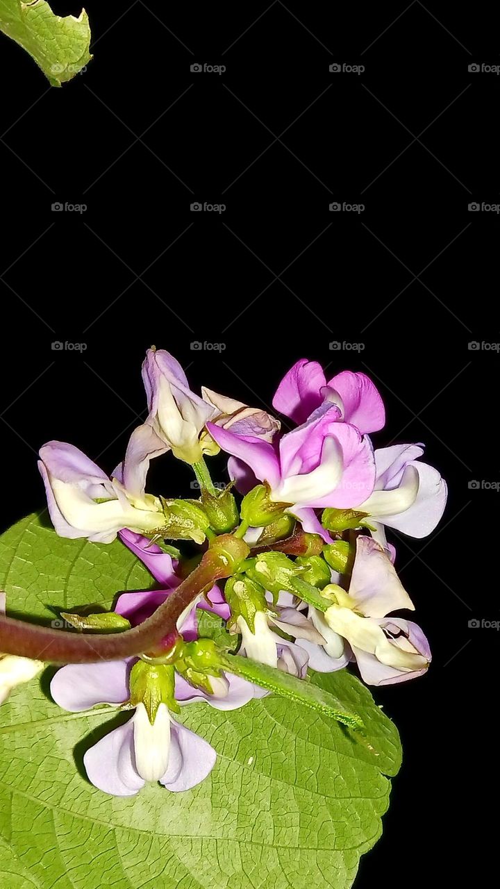 Purple Hyacinth Bean Flower