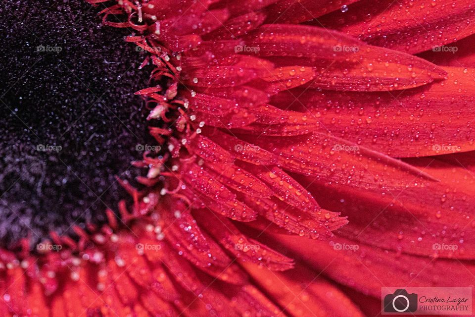 a macro photo of a red gerbera, covered in raindrops