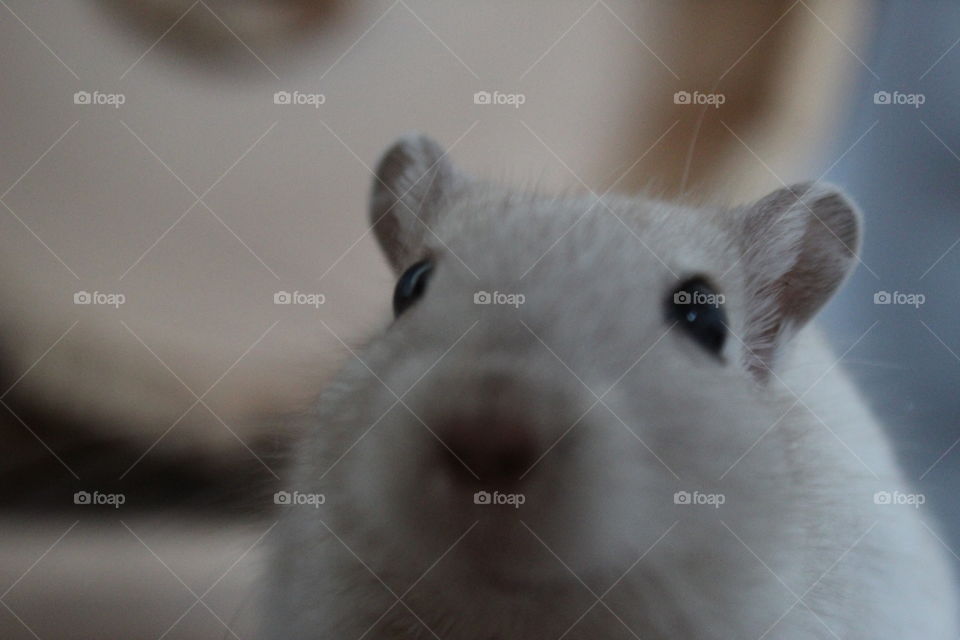 Another gerbil close up