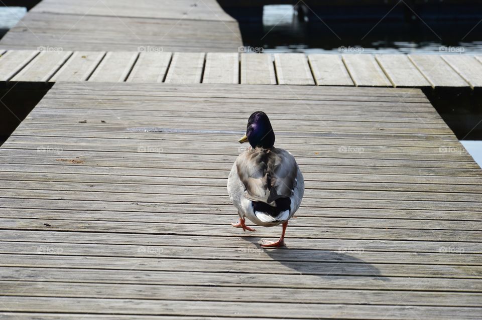 duck on footbridge