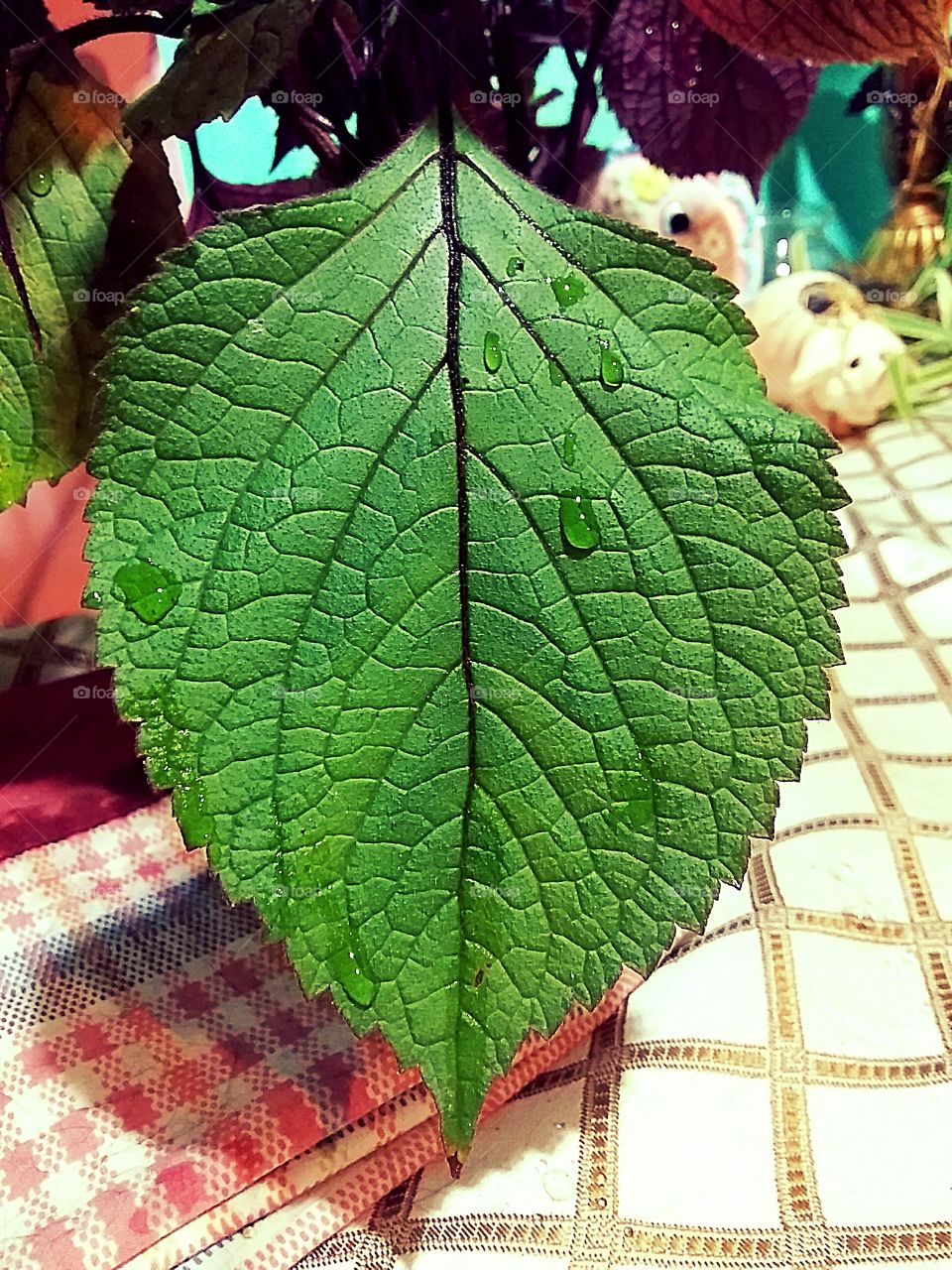 perfect leaf