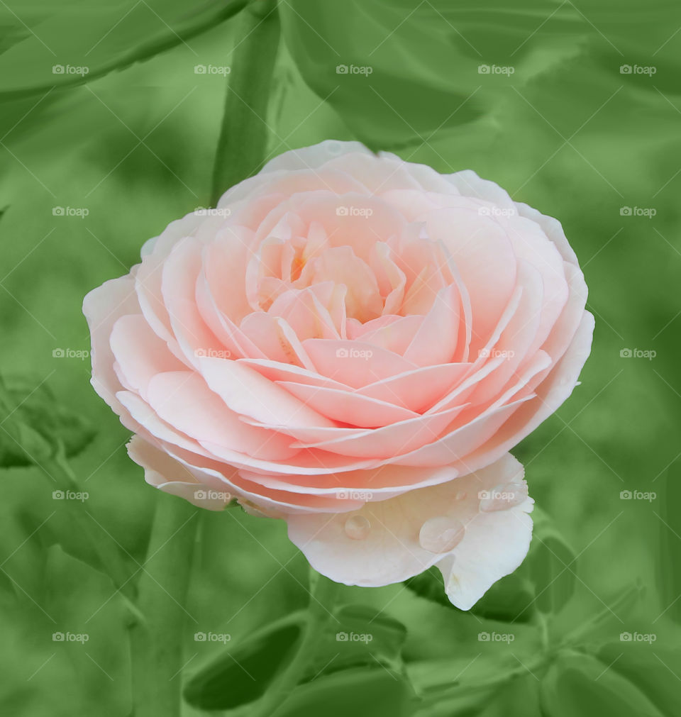 Close-up of a beautiful rose
