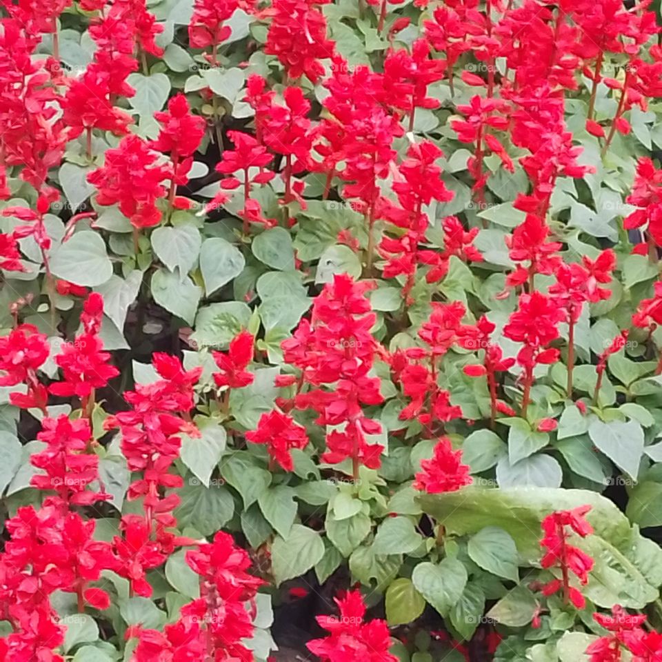 Salvia red