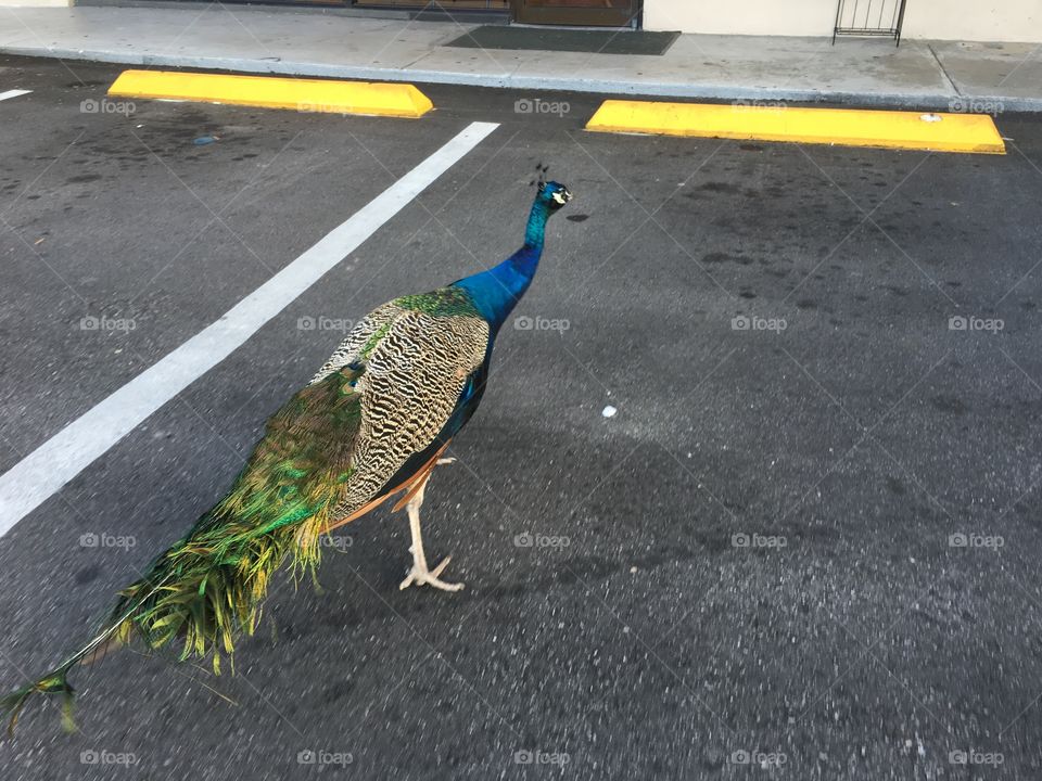 Peacock. 