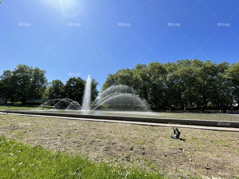 Nature's serenade: sunlit oasis of trees, fountain and grass