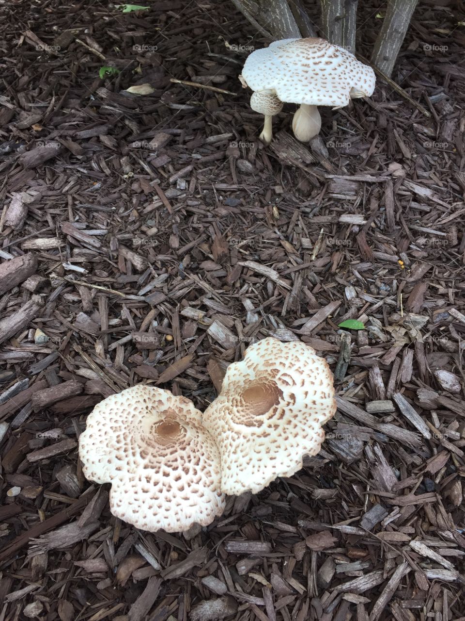 The fungus is among us growing in the mulch, the pattern on this mushroom is striking 