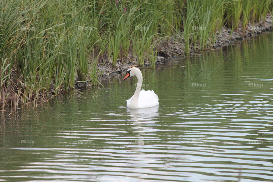 Swan 4