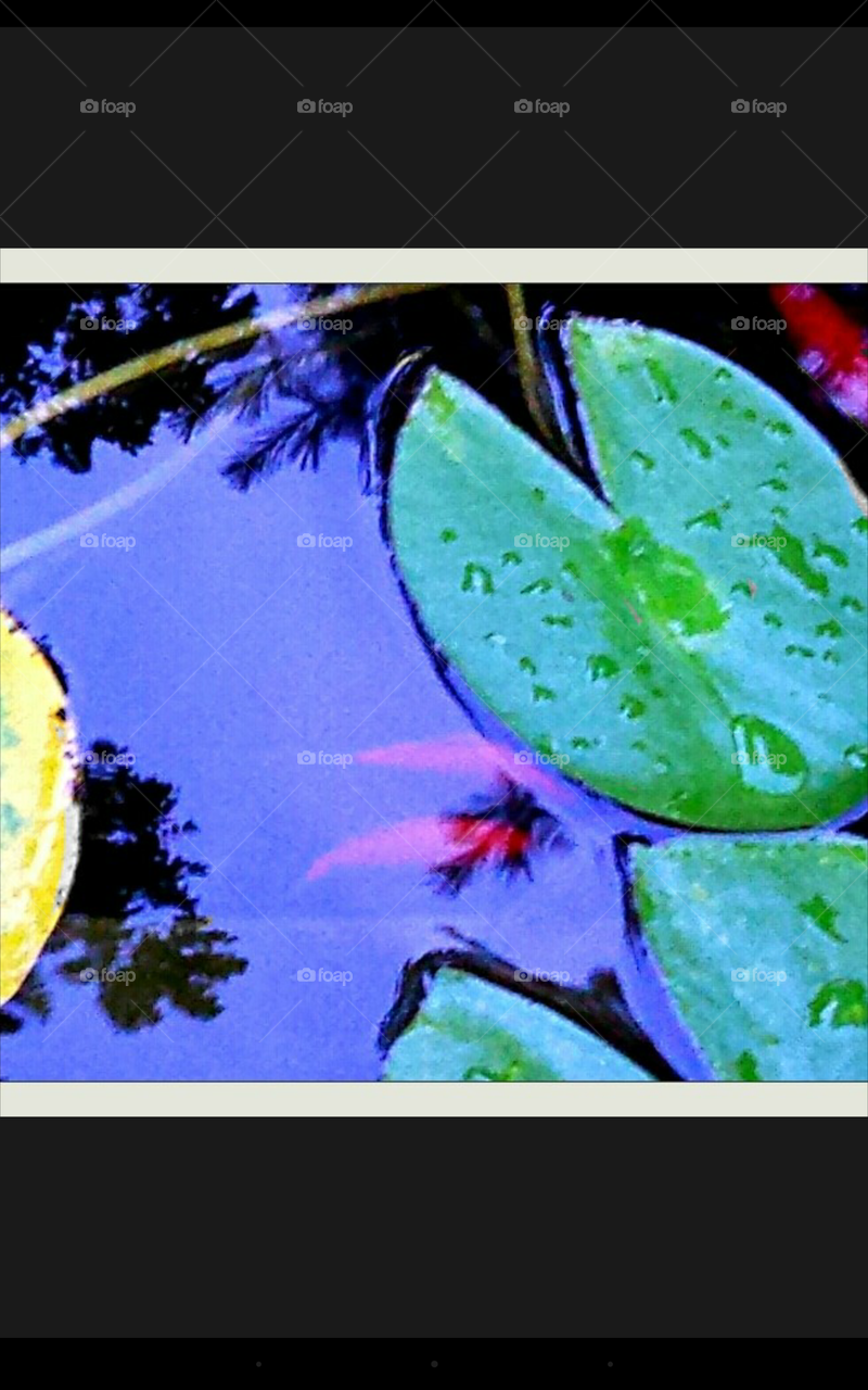 koi pond