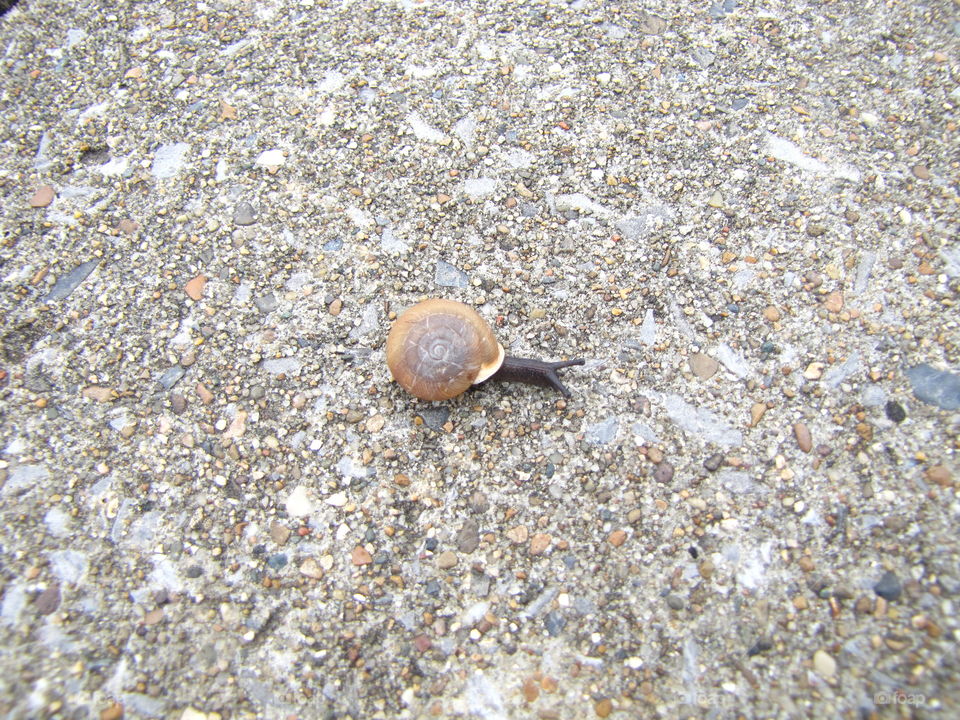 Snail