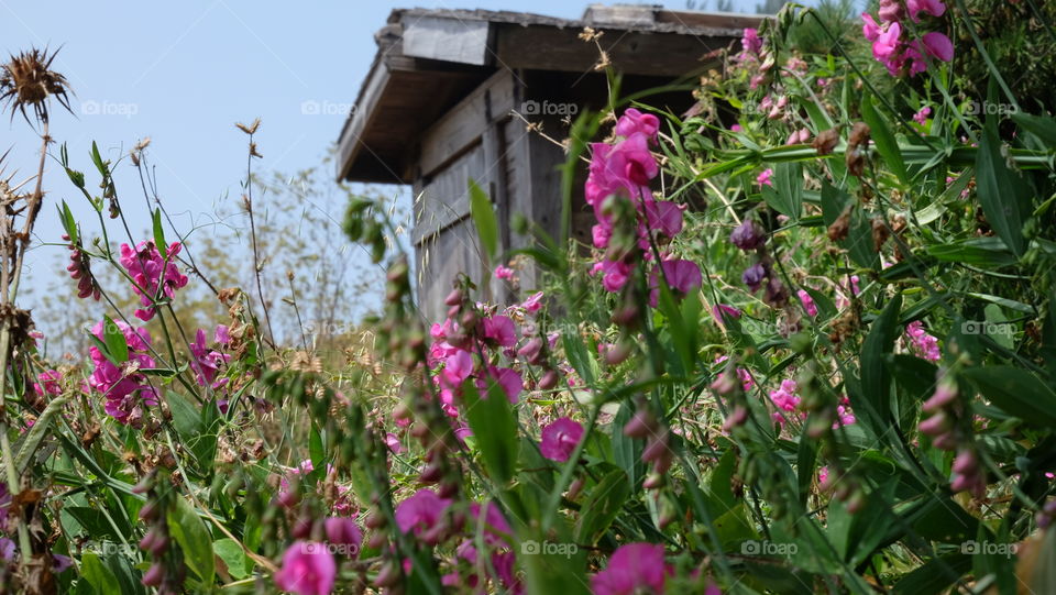 Rustic building in the country