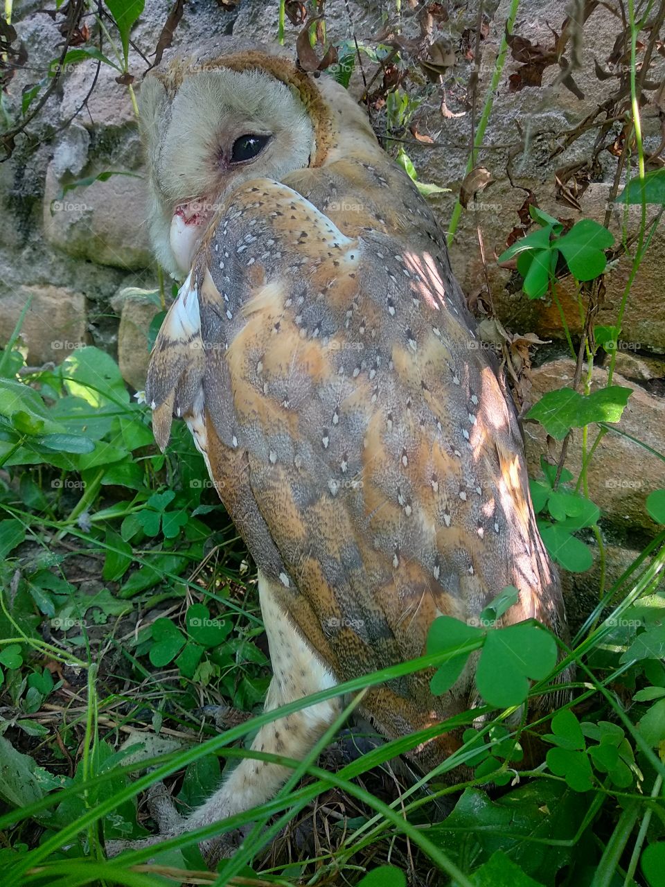 owl