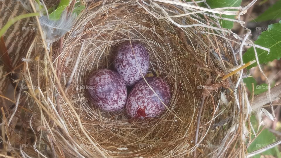 This bird eggs is very beauty and very nature...