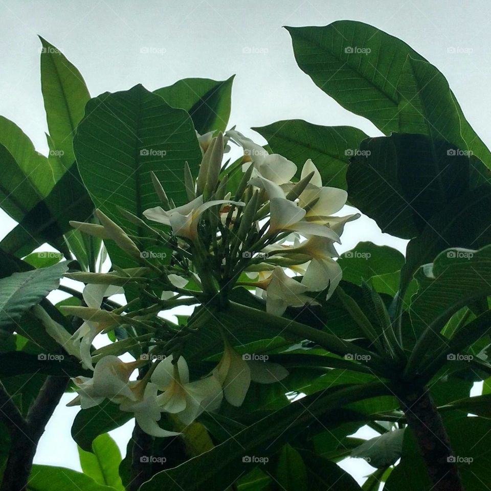 white flower
