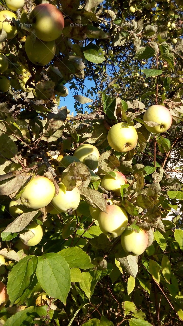 leaves and apples,autumn harvest