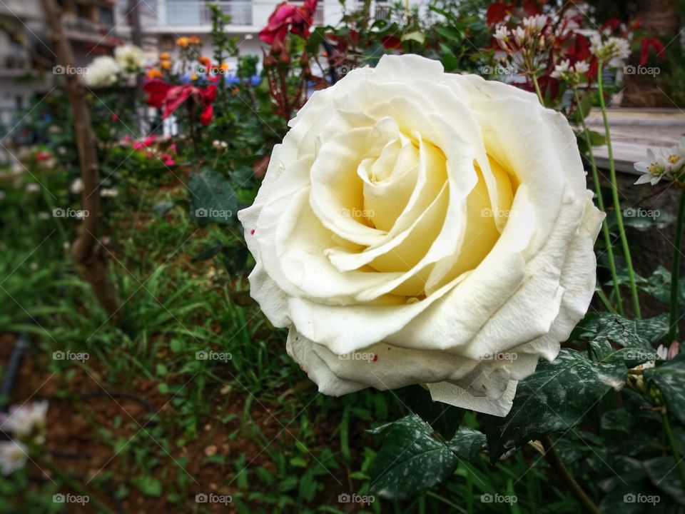 White rose - inoccent power!