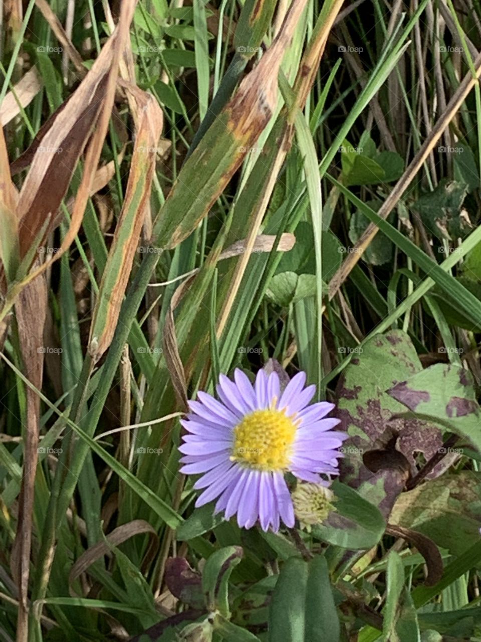 Fleurs ~ Flowers🌸