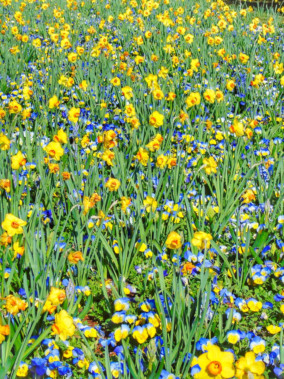 Yellow daffodils growing in field