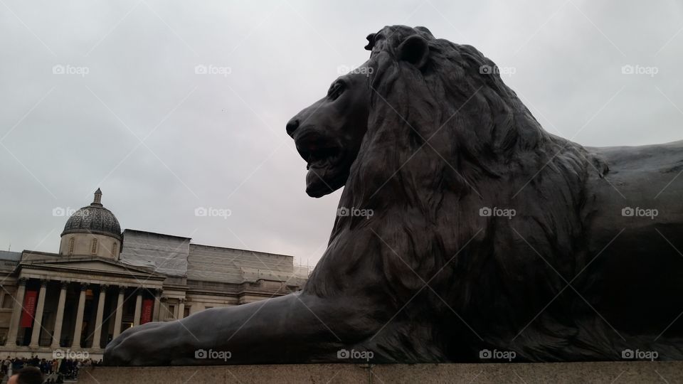 Trafalgar Square Lion