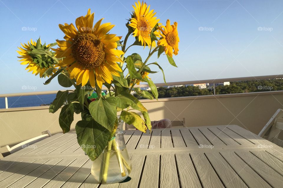 Sunflowers on a terrace 