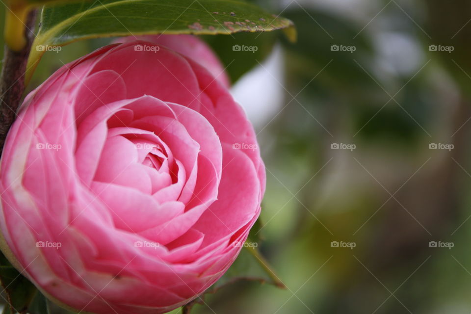 Flower close up