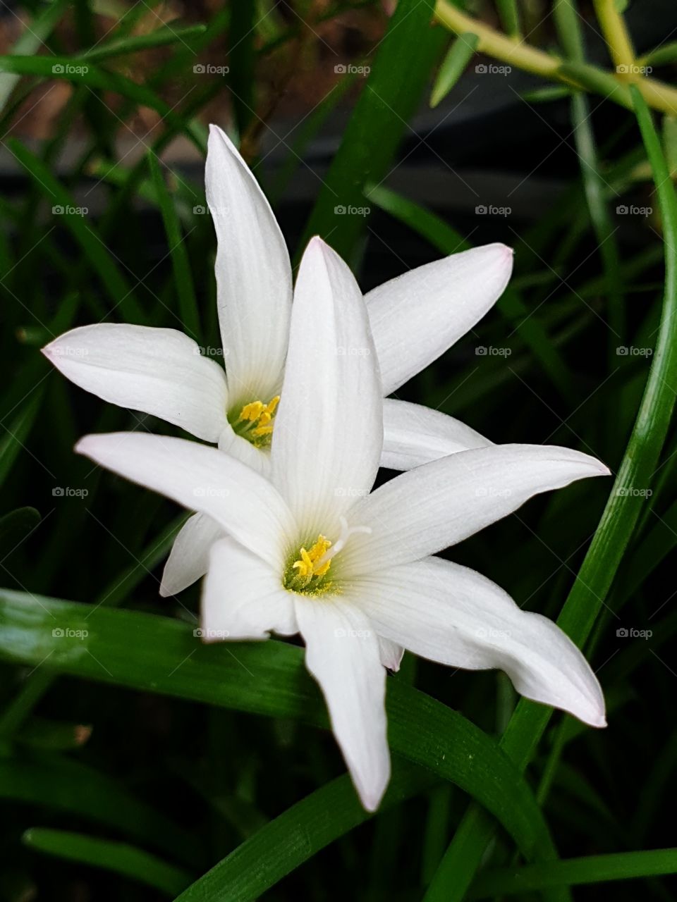 beautiful rain lilly