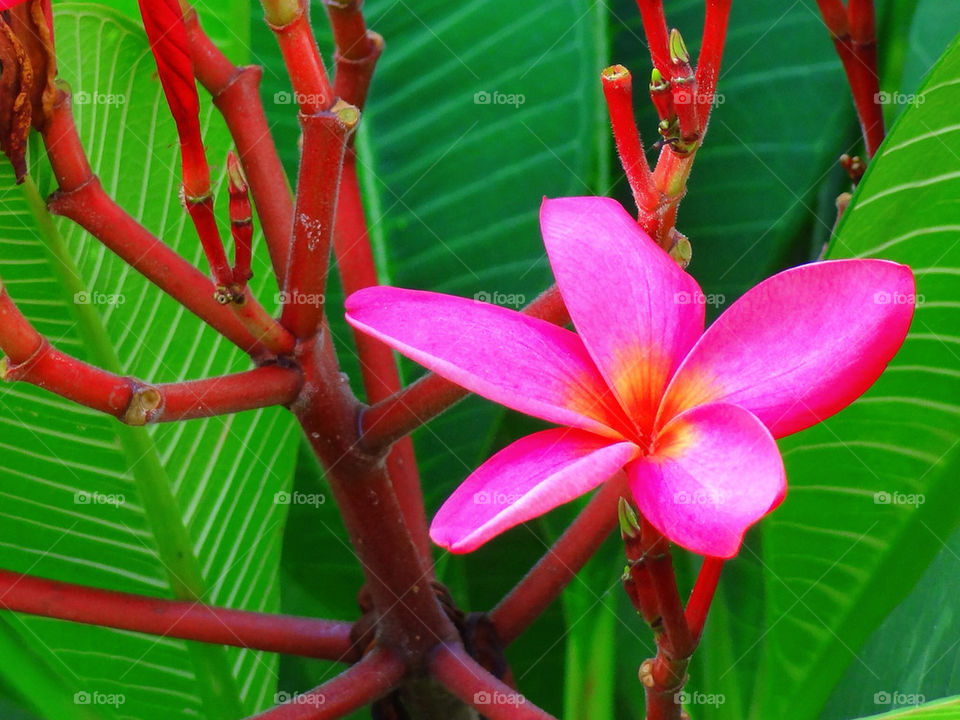 green yellow pink flower by sonchai