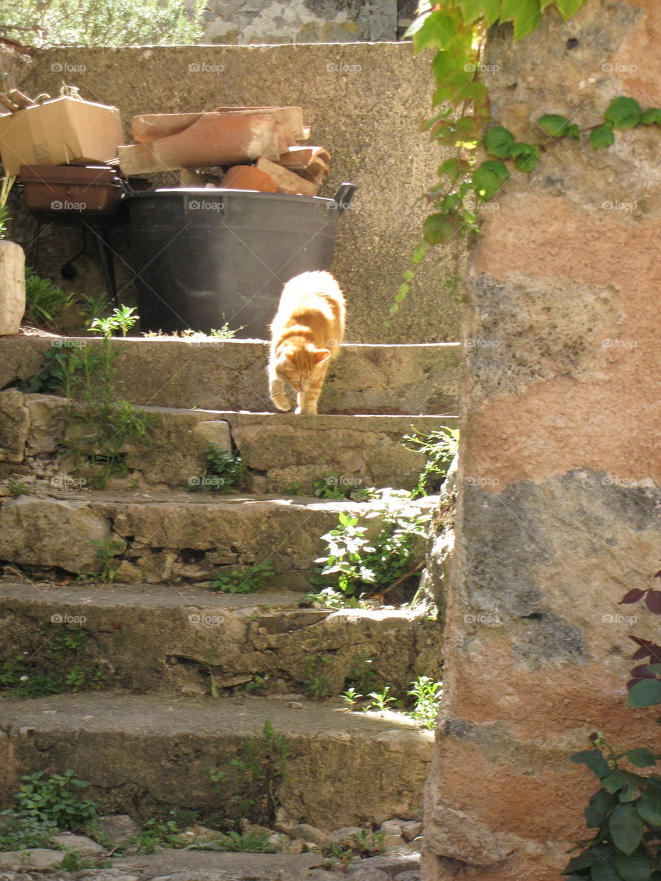 Cat on steps 