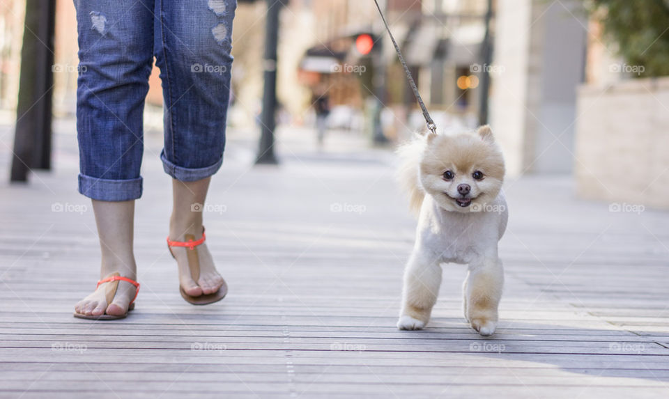 pomeranian dog walking 