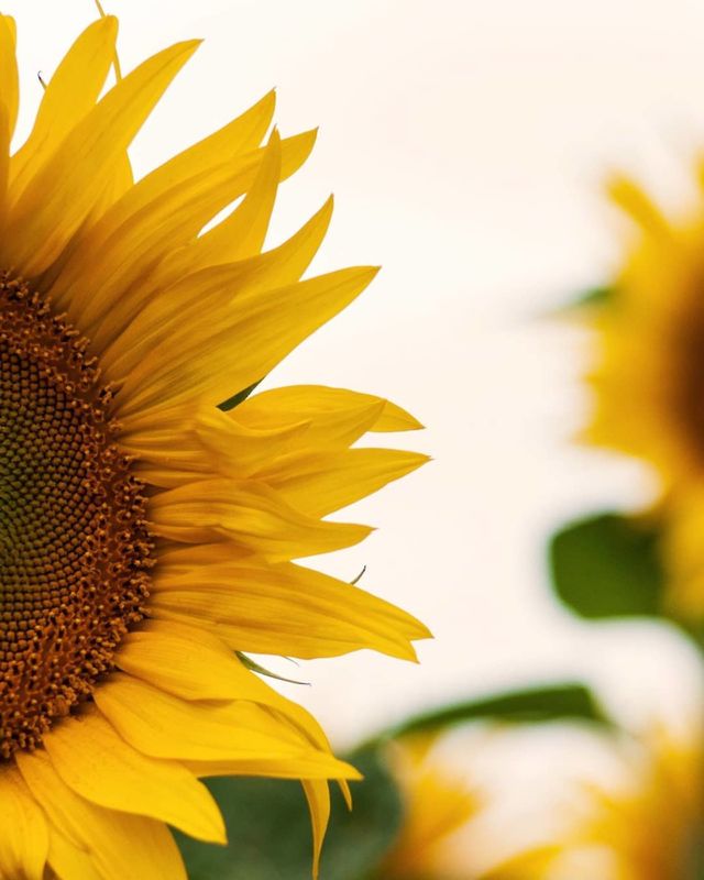 sunshine🌻🌻