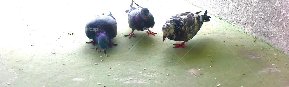 Family of pigeons eating rice grains 