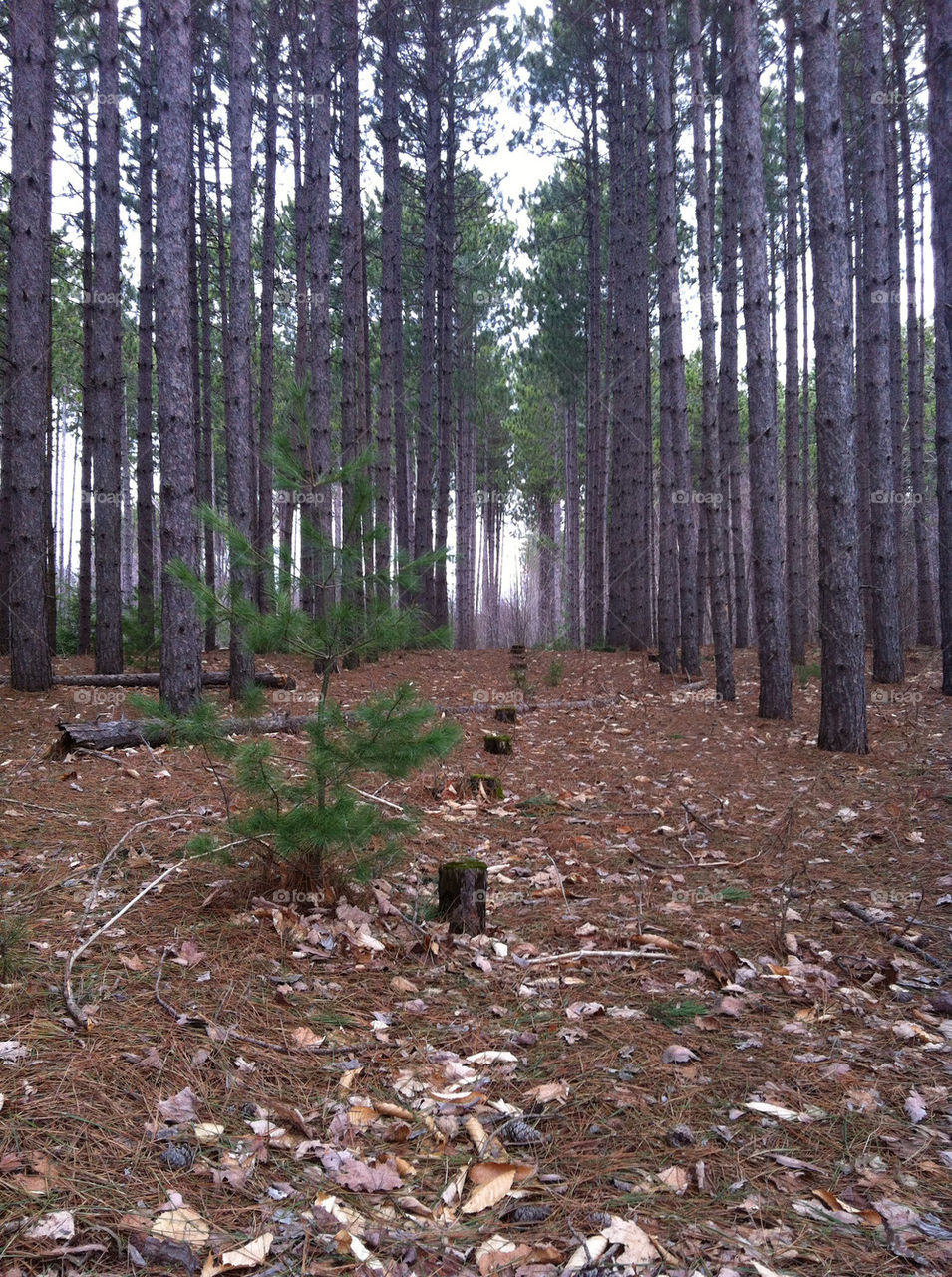 Early spring in the woods