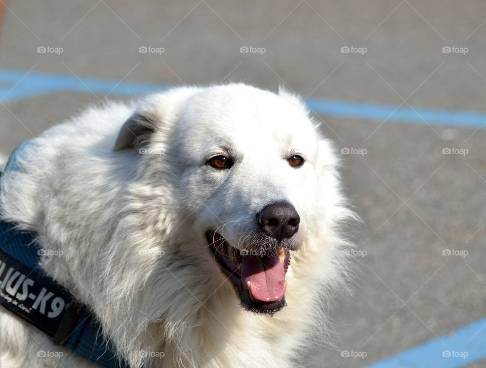 Close-up of dog