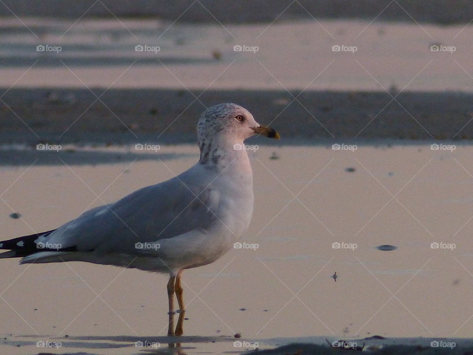 Seagull on wet sand at sunset 