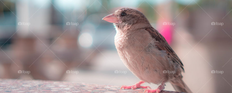house sparrow perched on a table looking to the left