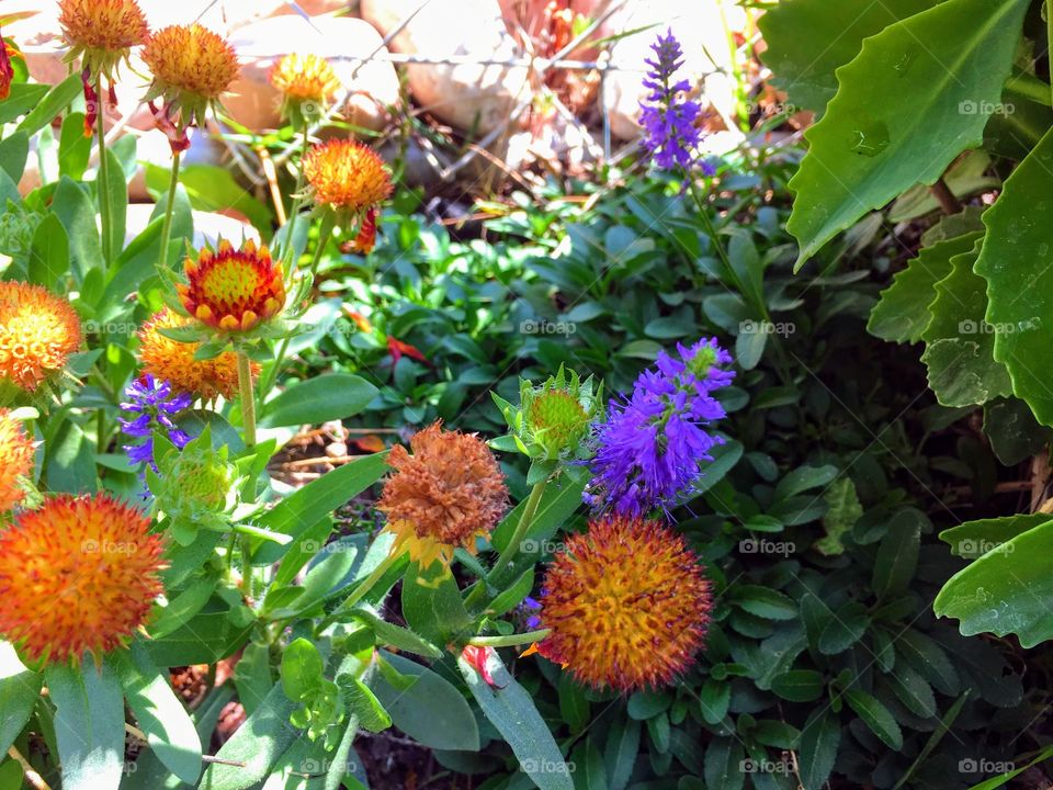 Most of the Blooms are Gone