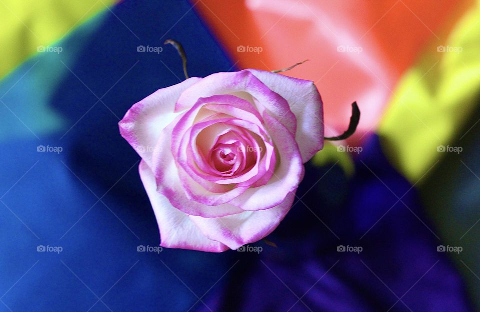 Rose on colofull backround