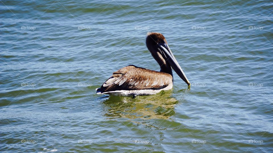 Galveston brown pelican swimming in the water