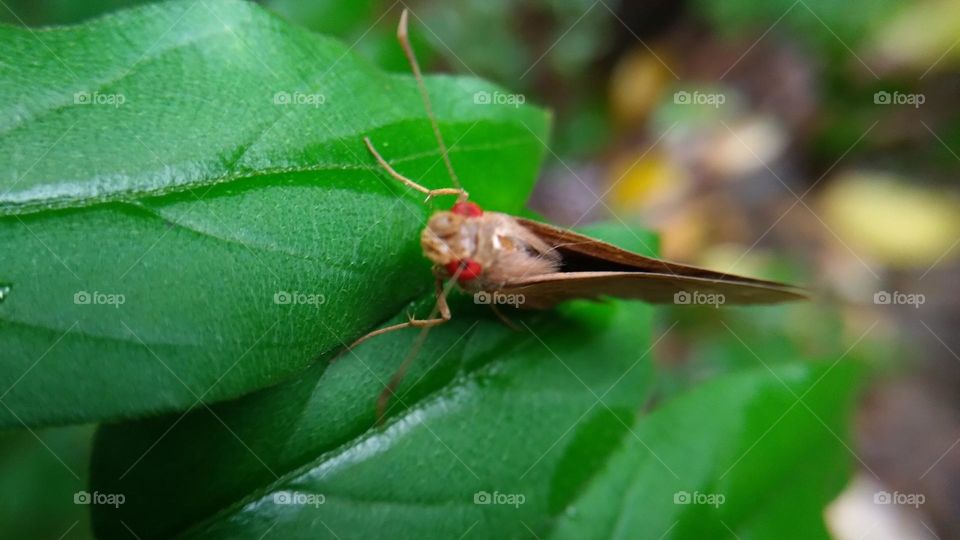 A beautiful butterfly with red eyes perched on a leaf