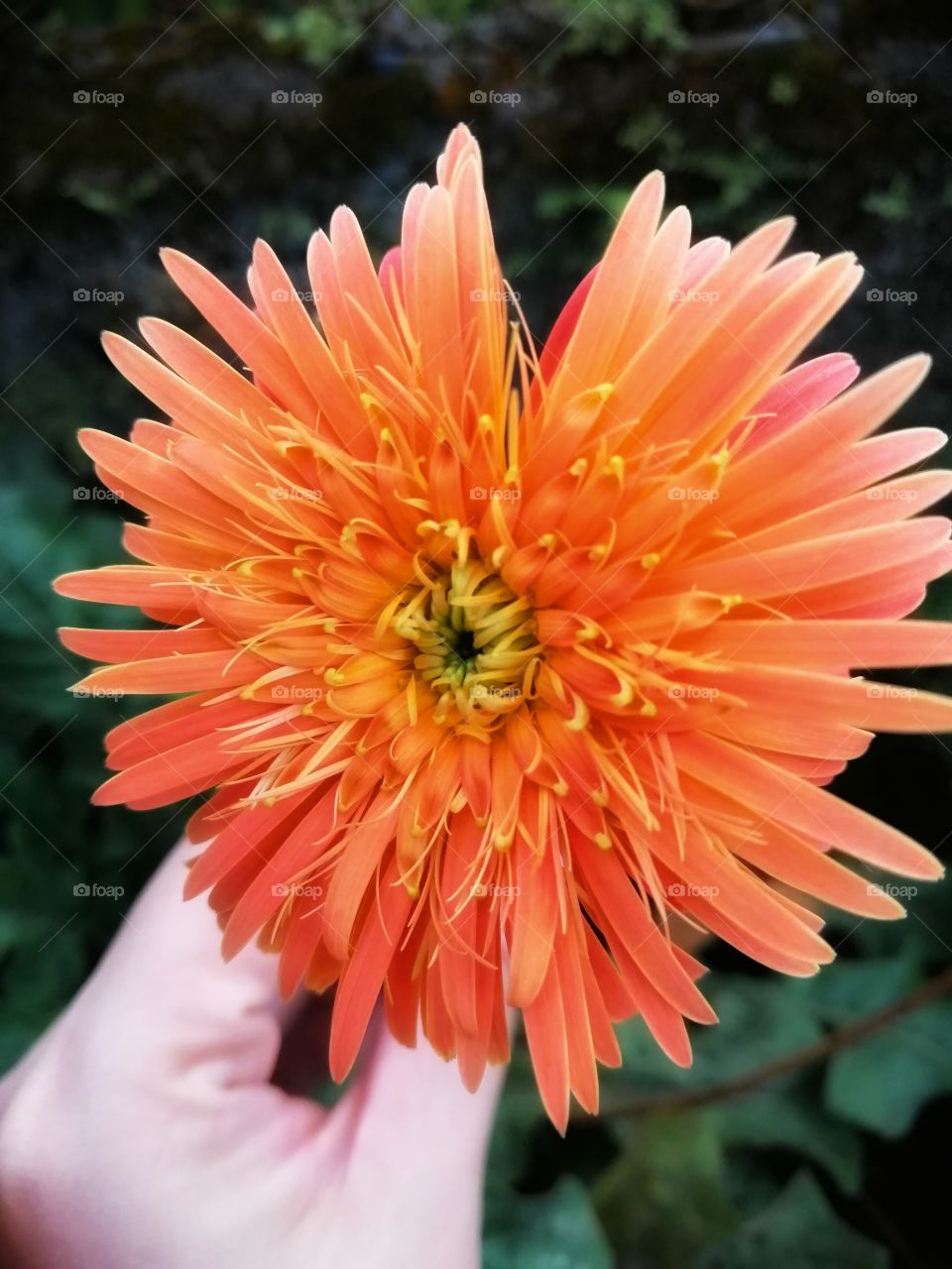 Hand holding a beautiful orange daisy flower.