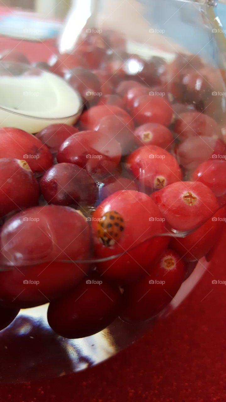 Lady bug living the RED life