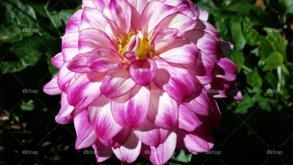 my short pink Dahlia2014